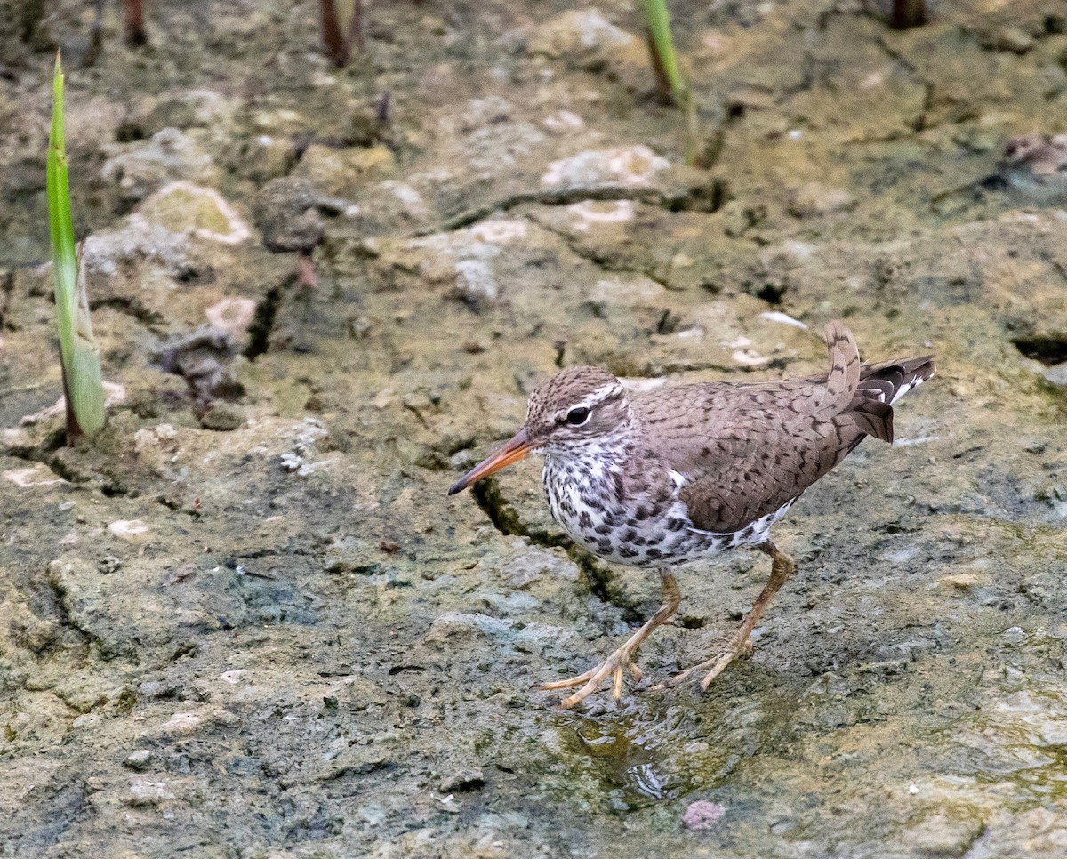 Spotted Sandpiper - William Price