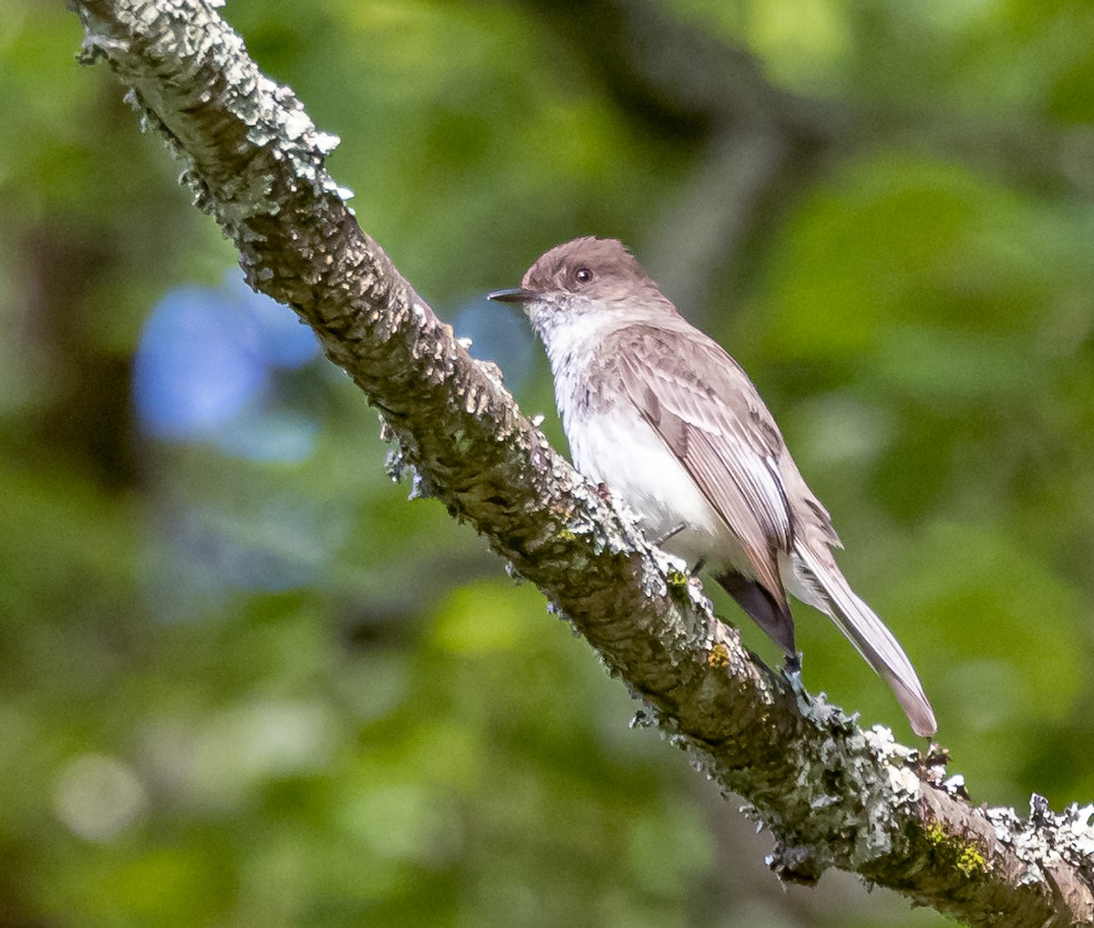 Eastern Phoebe - Mike Murphy