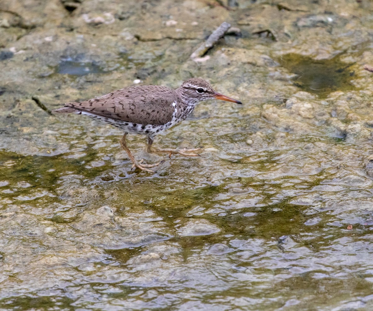 Spotted Sandpiper - William Price