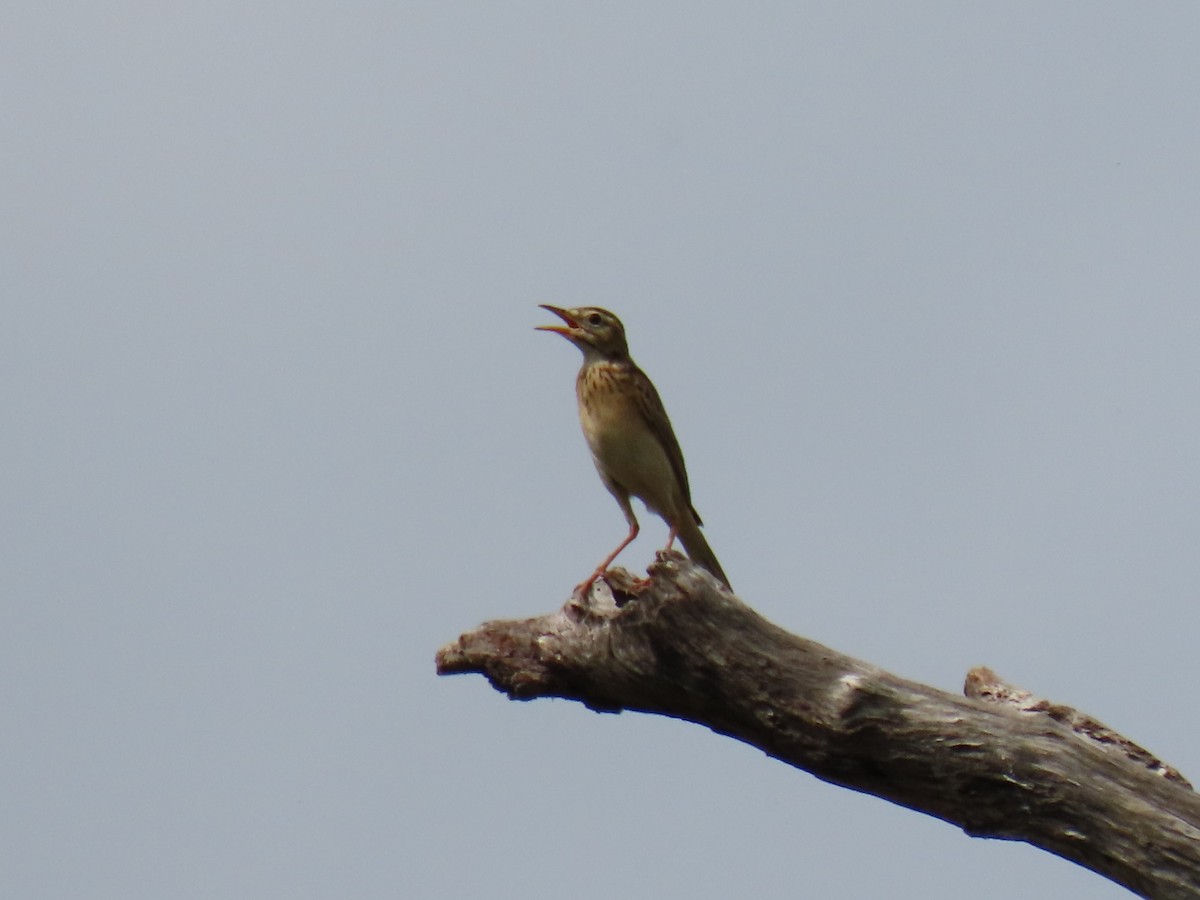 Paddyfield Pipit - Bosco Chan