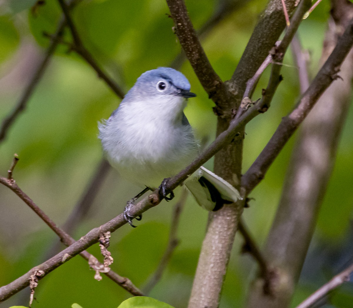 Blue-gray Gnatcatcher - Mike Murphy