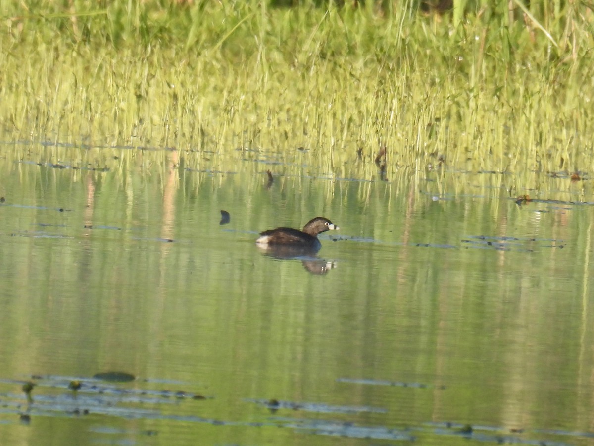 Pied-billed Grebe - Jeanne Tucker