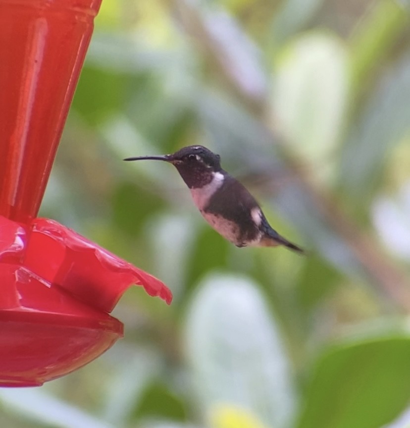 White-bellied Woodstar - Guillermo Blanco (@dosalas_unpico)