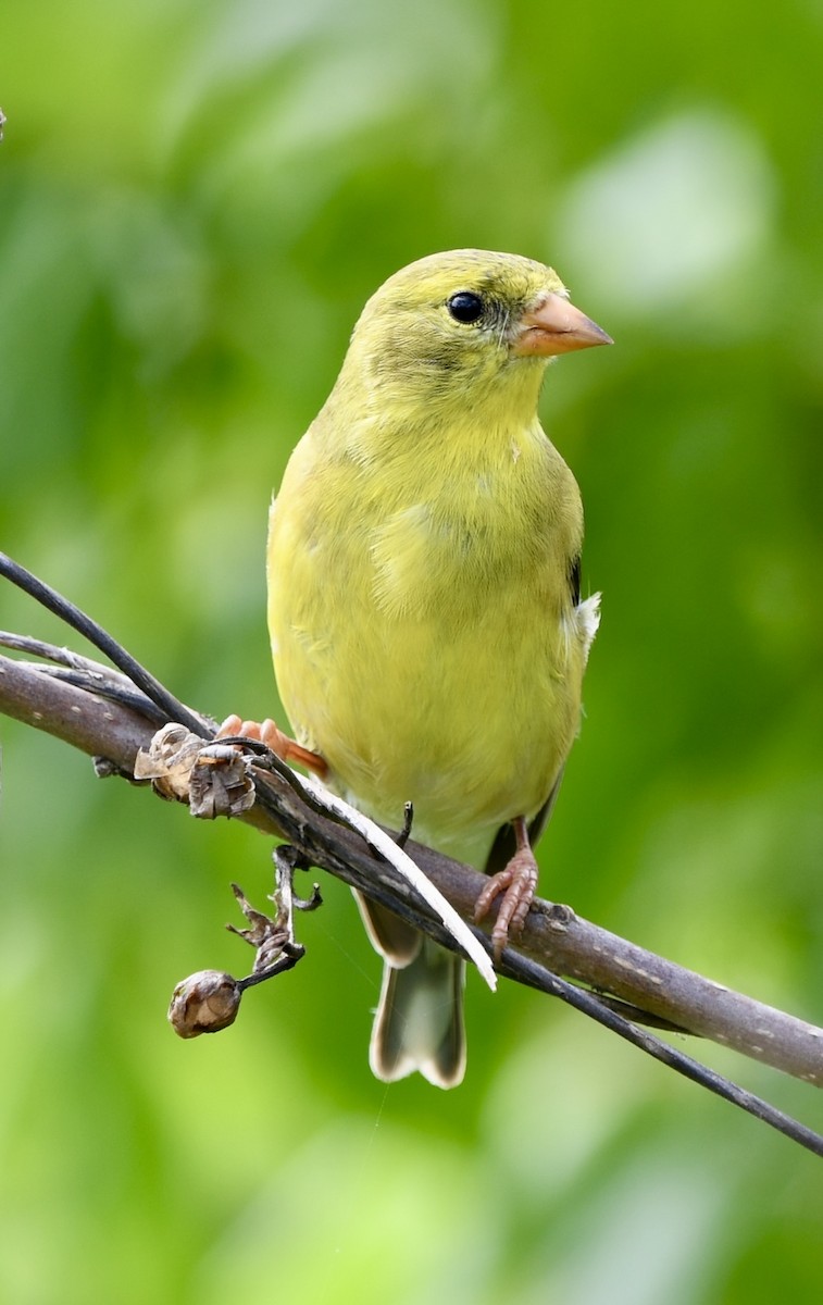 Chardonneret jaune - ML619532121