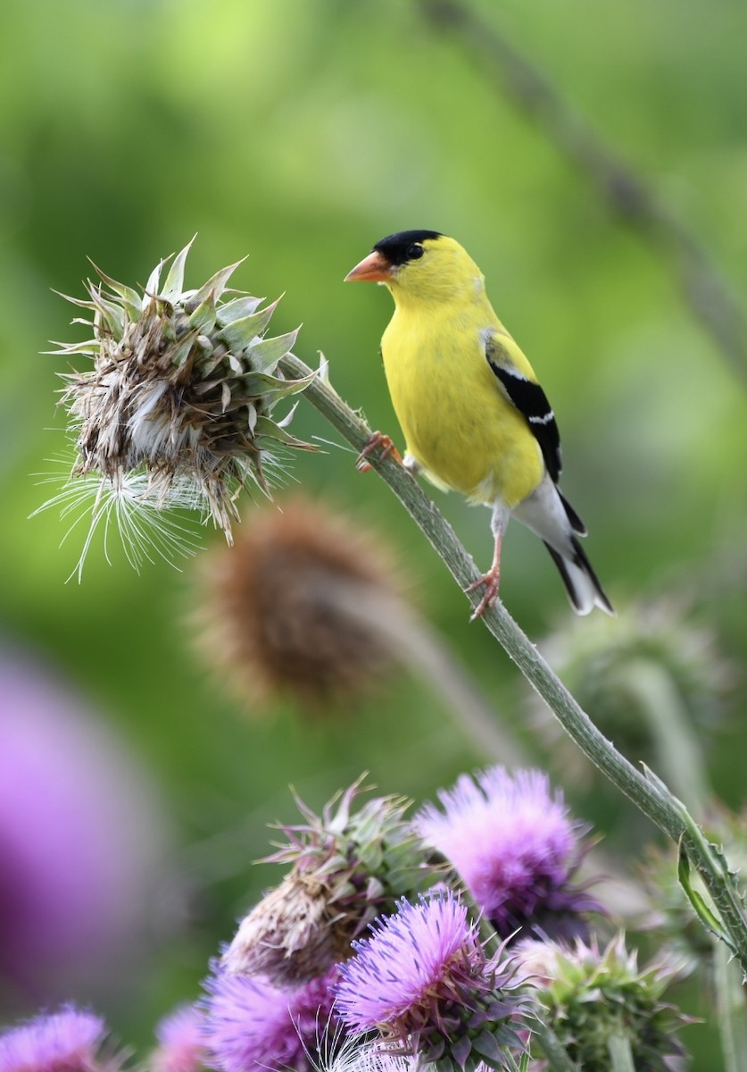American Goldfinch - Theresa Edwards