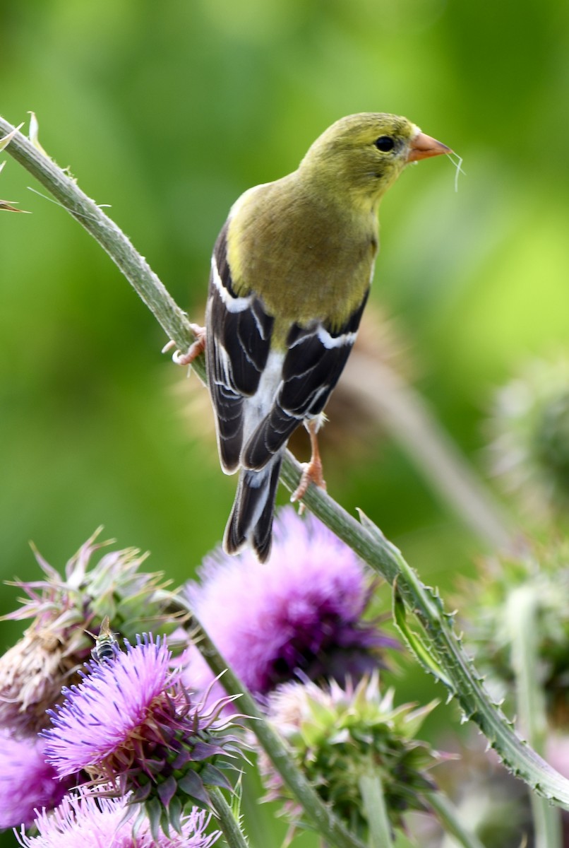 American Goldfinch - Theresa Edwards
