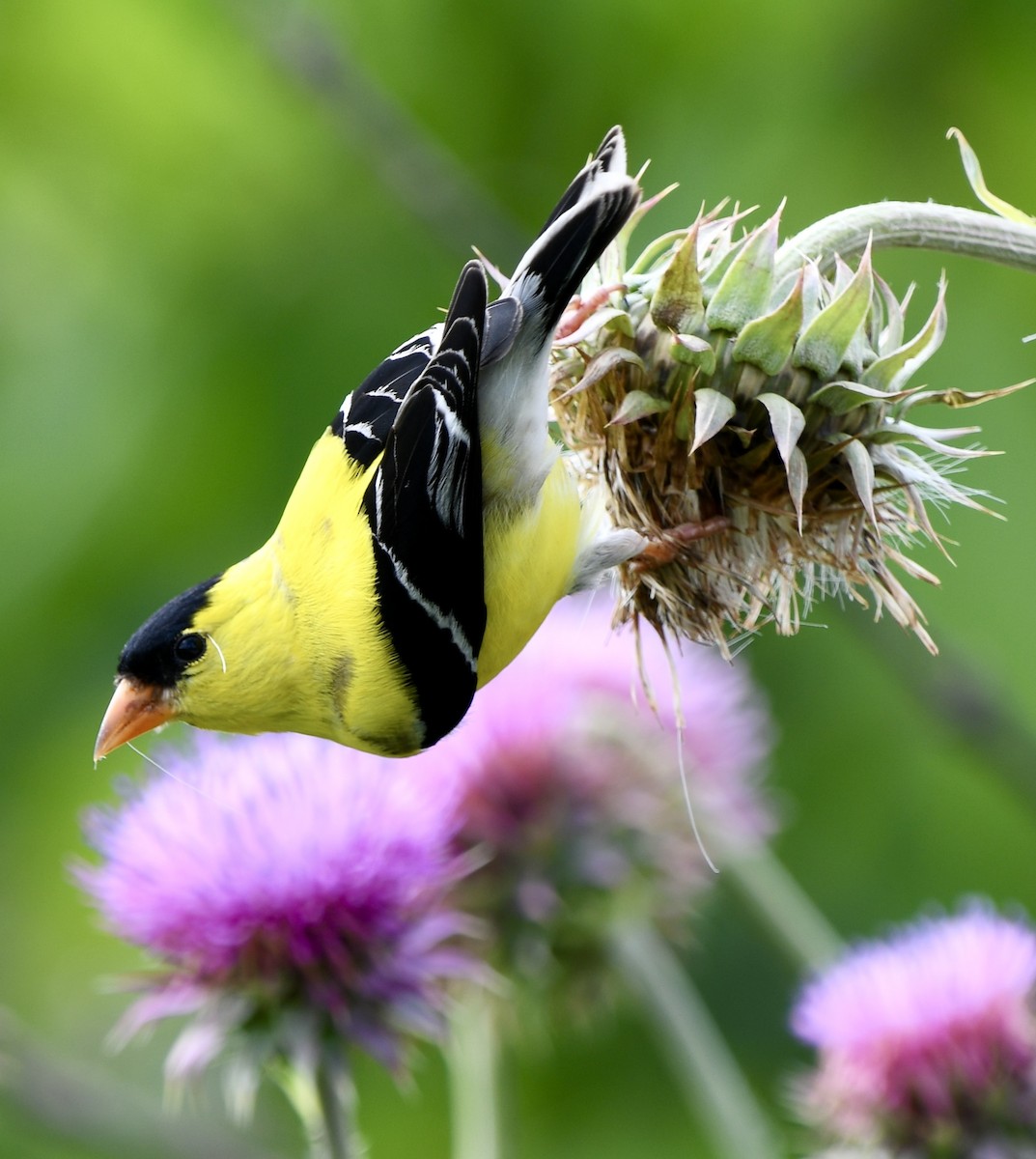 American Goldfinch - Theresa Edwards