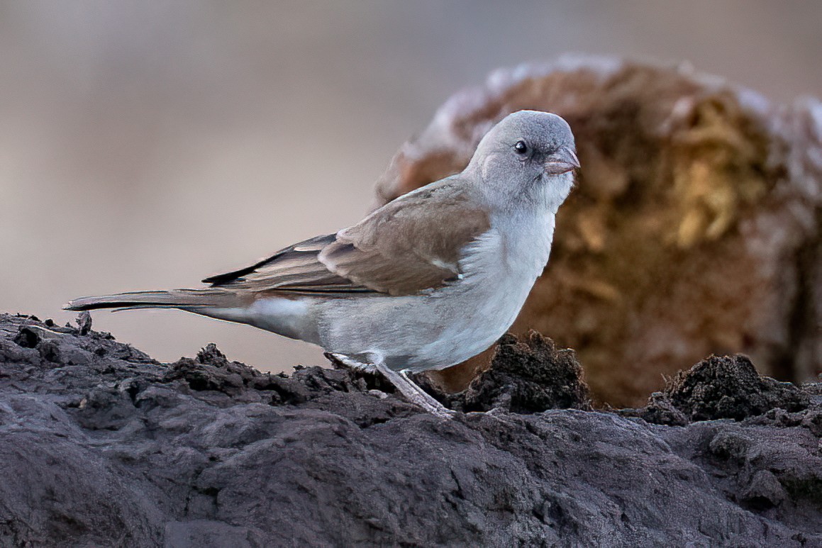 Southern Gray-headed Sparrow - Steve Potter