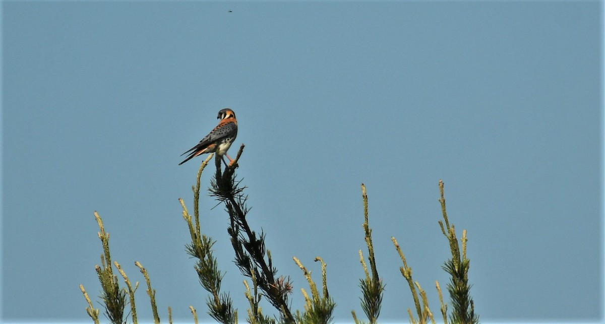 American Kestrel - Marcia Suchy