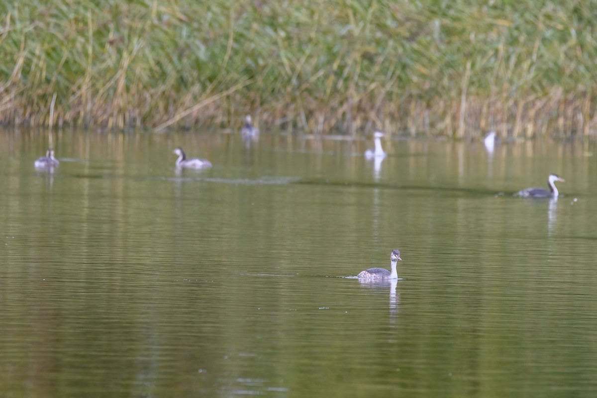 Great Crested Grebe - Valery Treitsiak