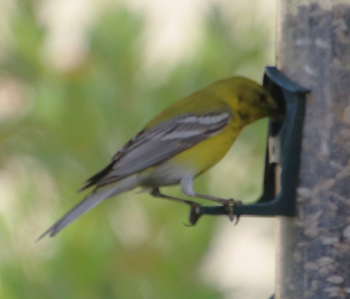 Pine Warbler - Betty Thomas