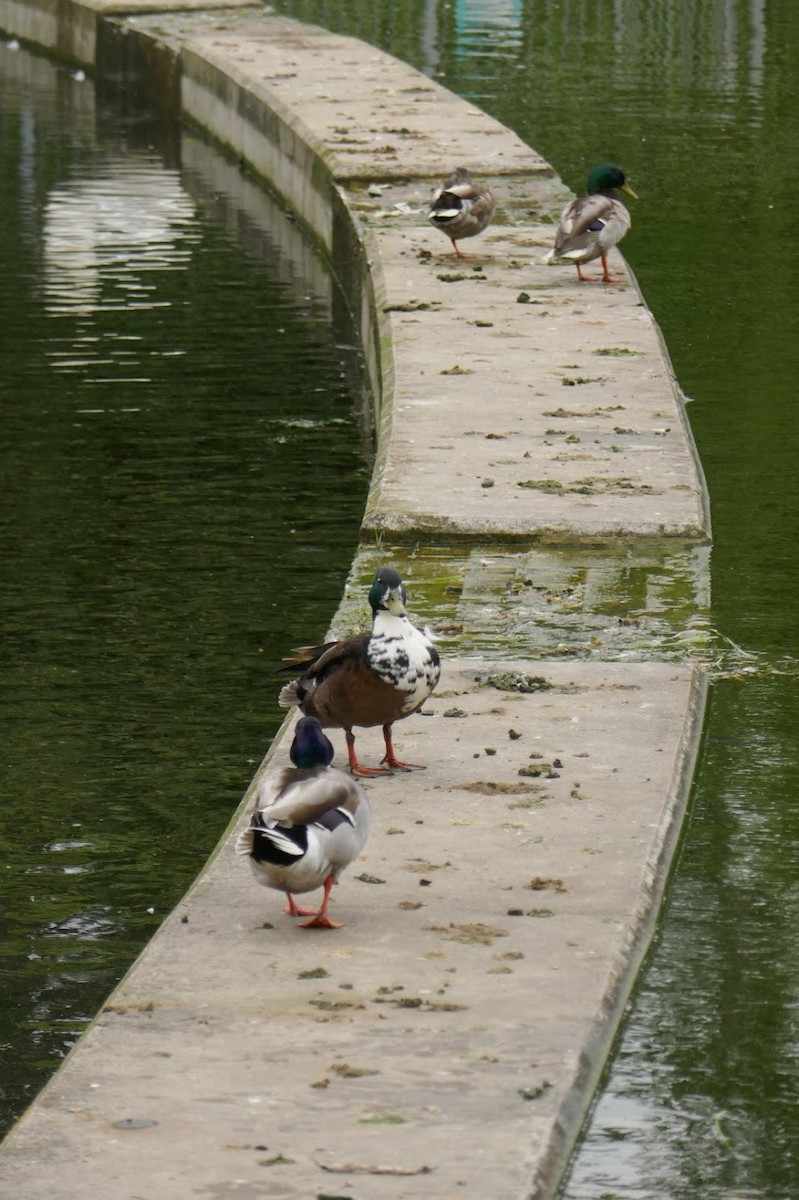 Mallard - Elliott Norton-Bower