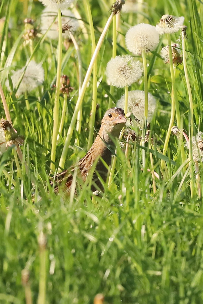 Corn Crake - ML619532141