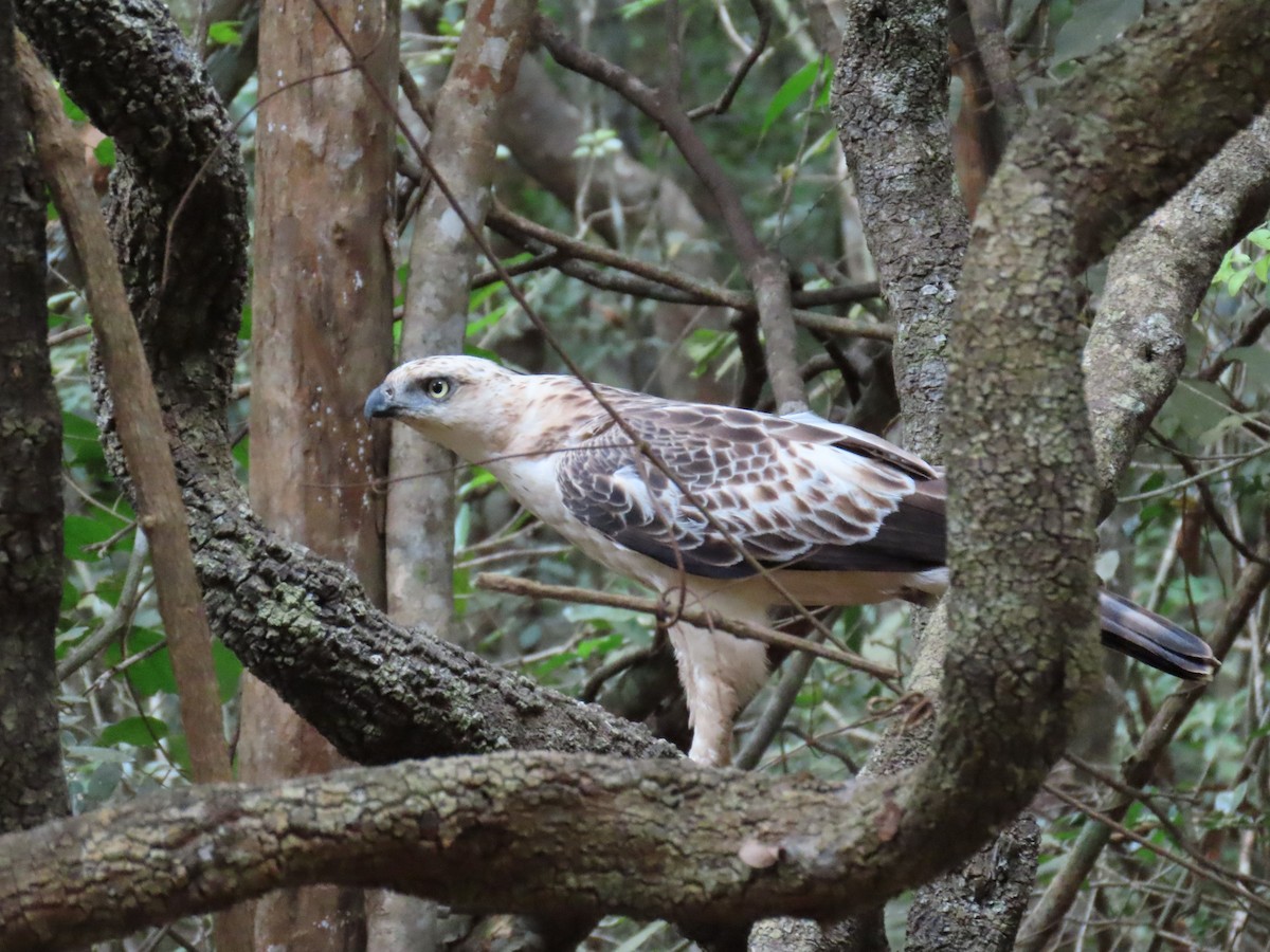 Changeable Hawk-Eagle - Bosco Chan