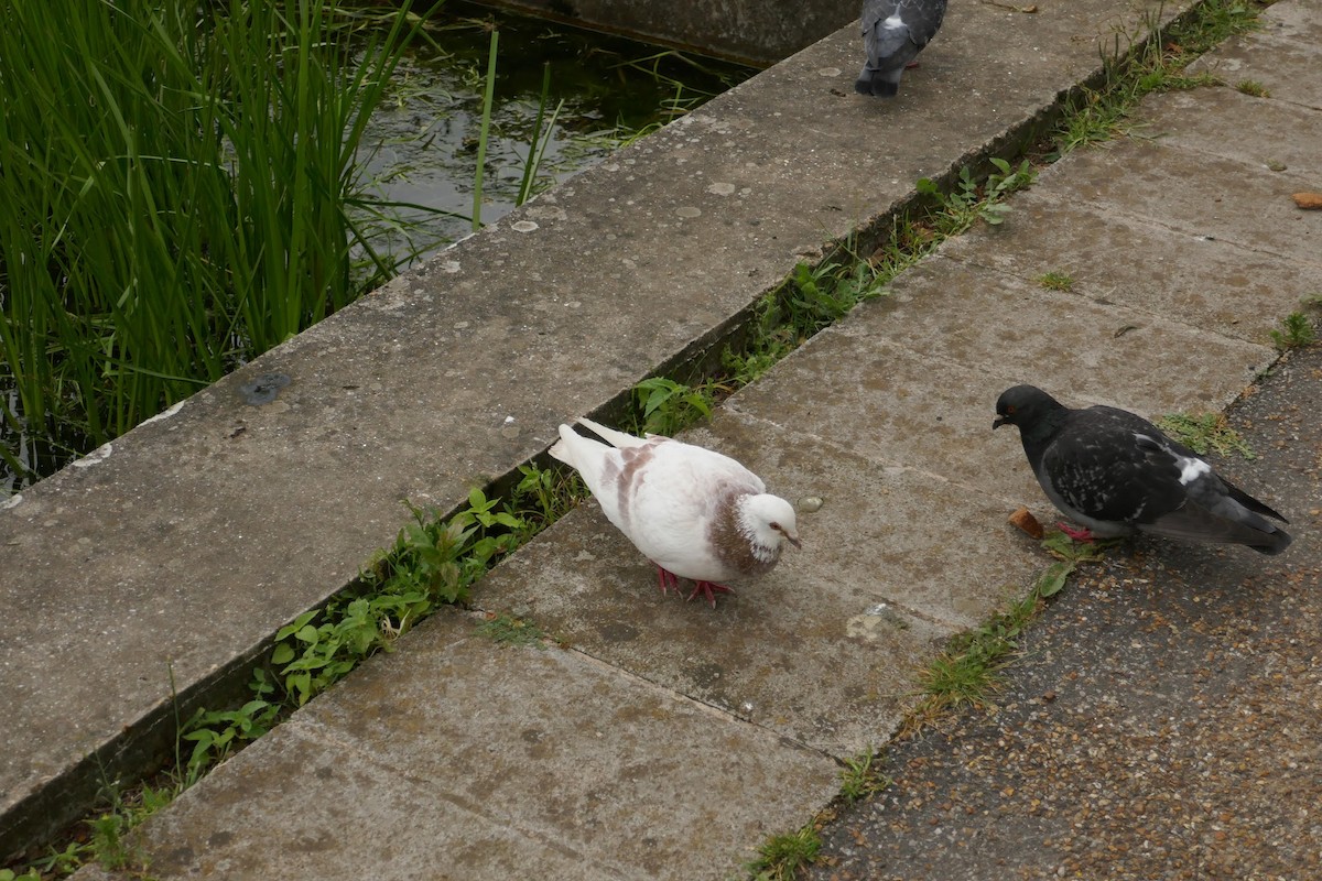 Rock Pigeon - Elliott Norton-Bower