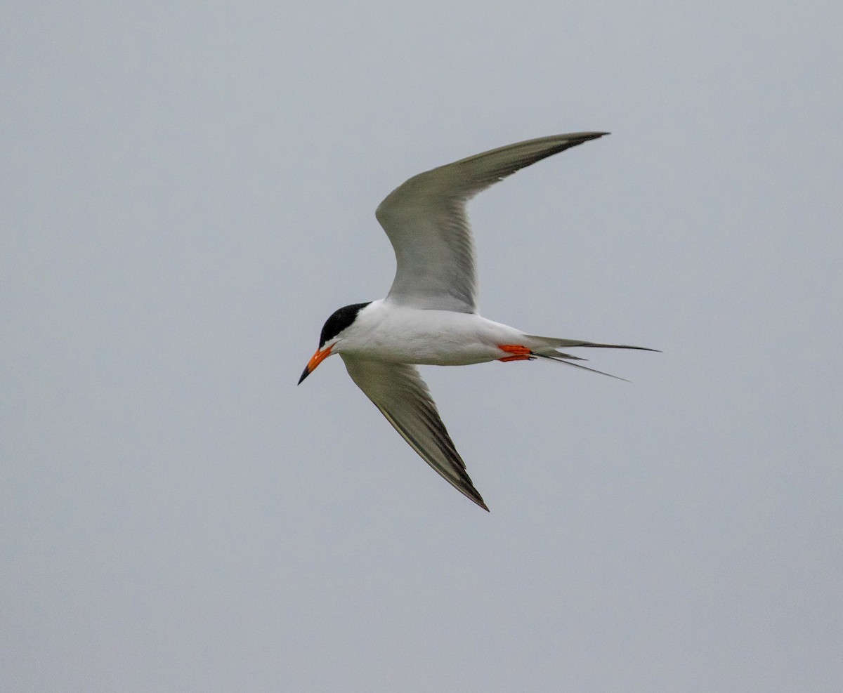 Forster's Tern - William Price