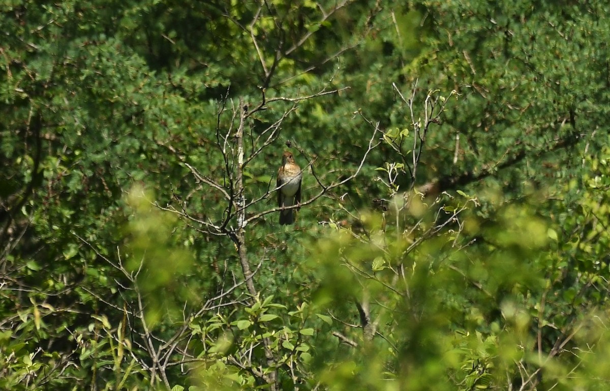 Veery - Marcia Suchy