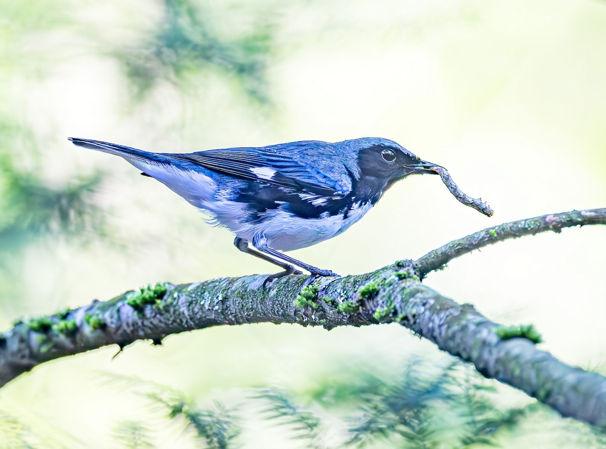 Black-throated Blue Warbler - Mike Murphy