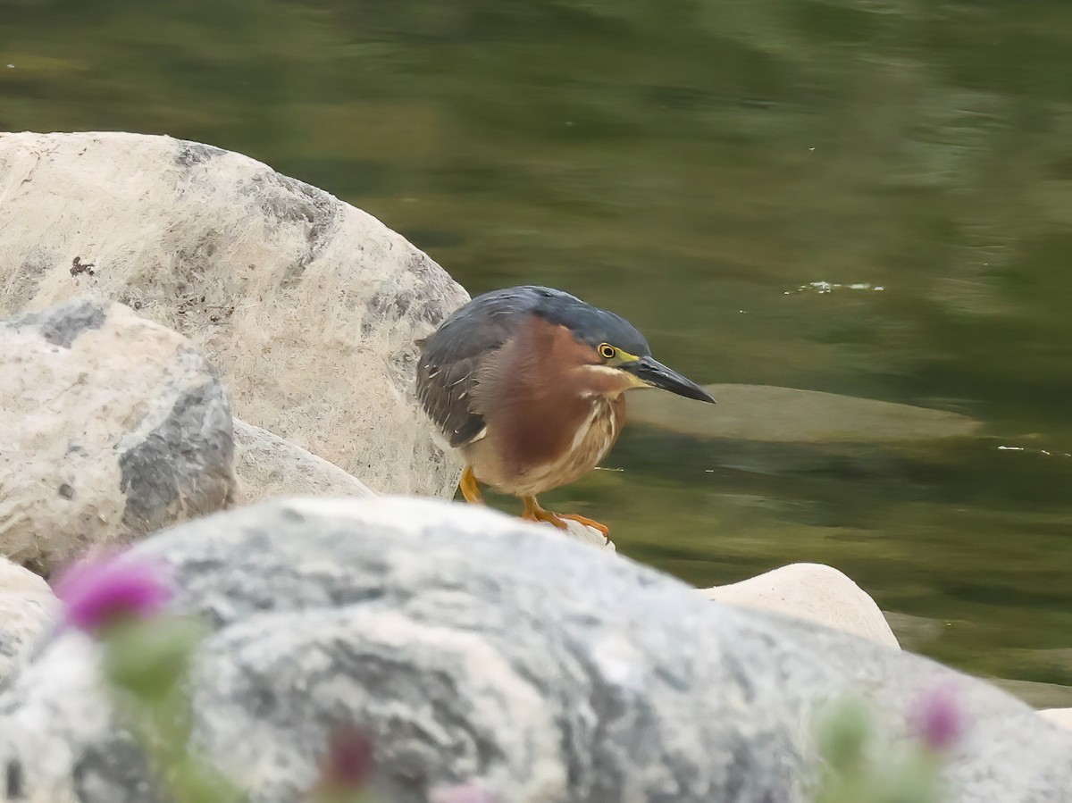 Green Heron - ML619532152