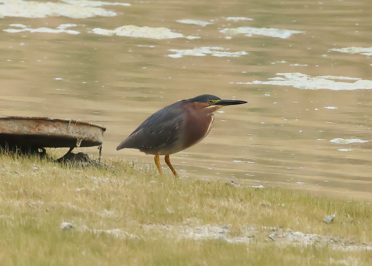 Green Heron - Tom Benson