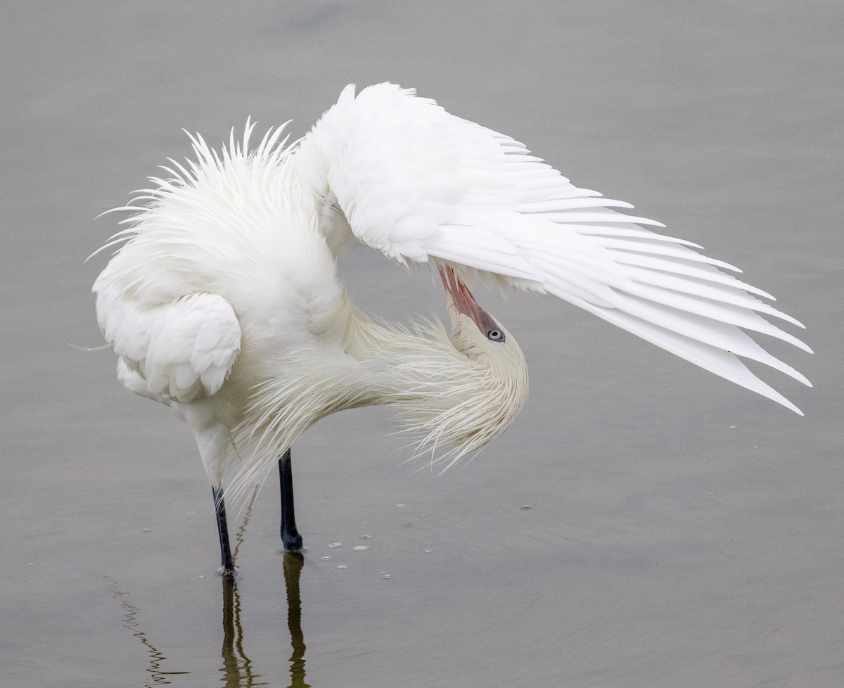 Reddish Egret - William Price