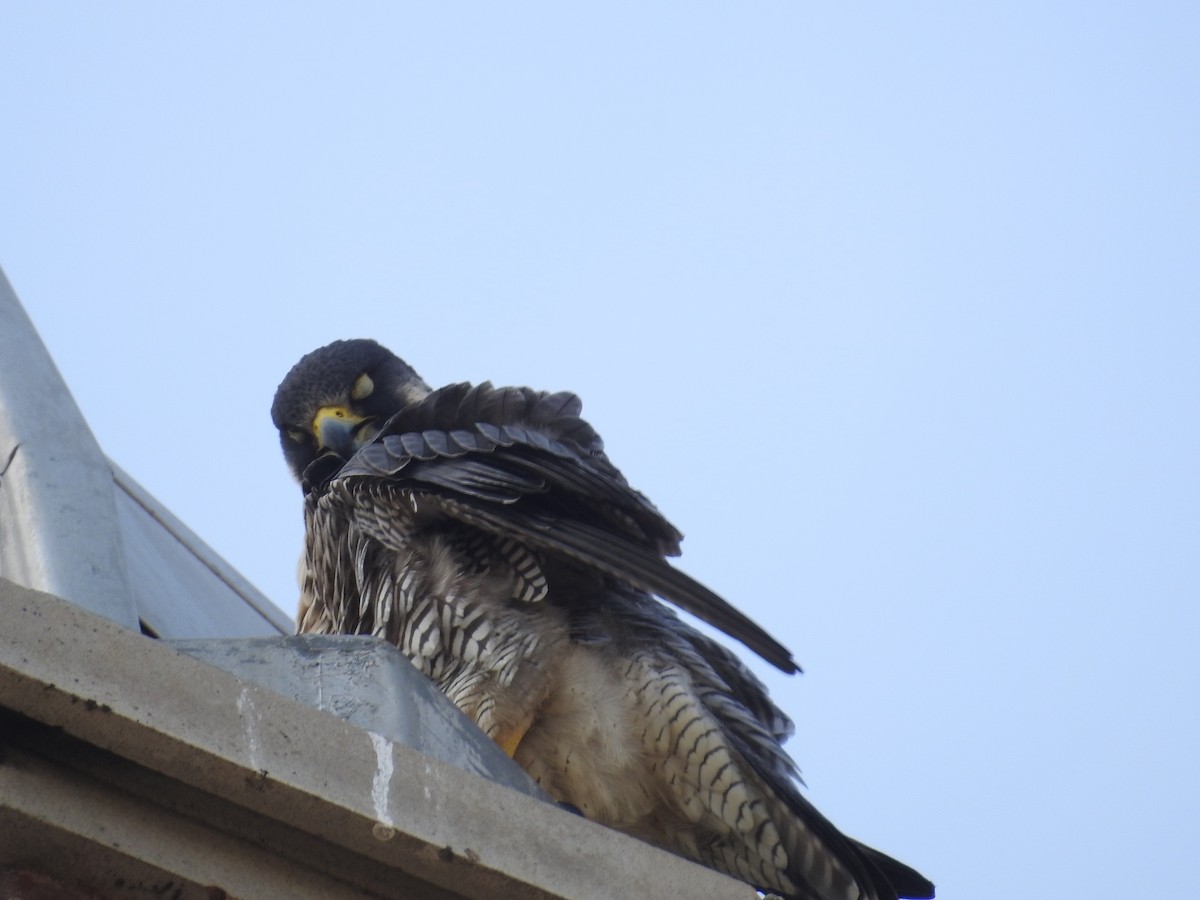 Peregrine Falcon - Kevin Slattery