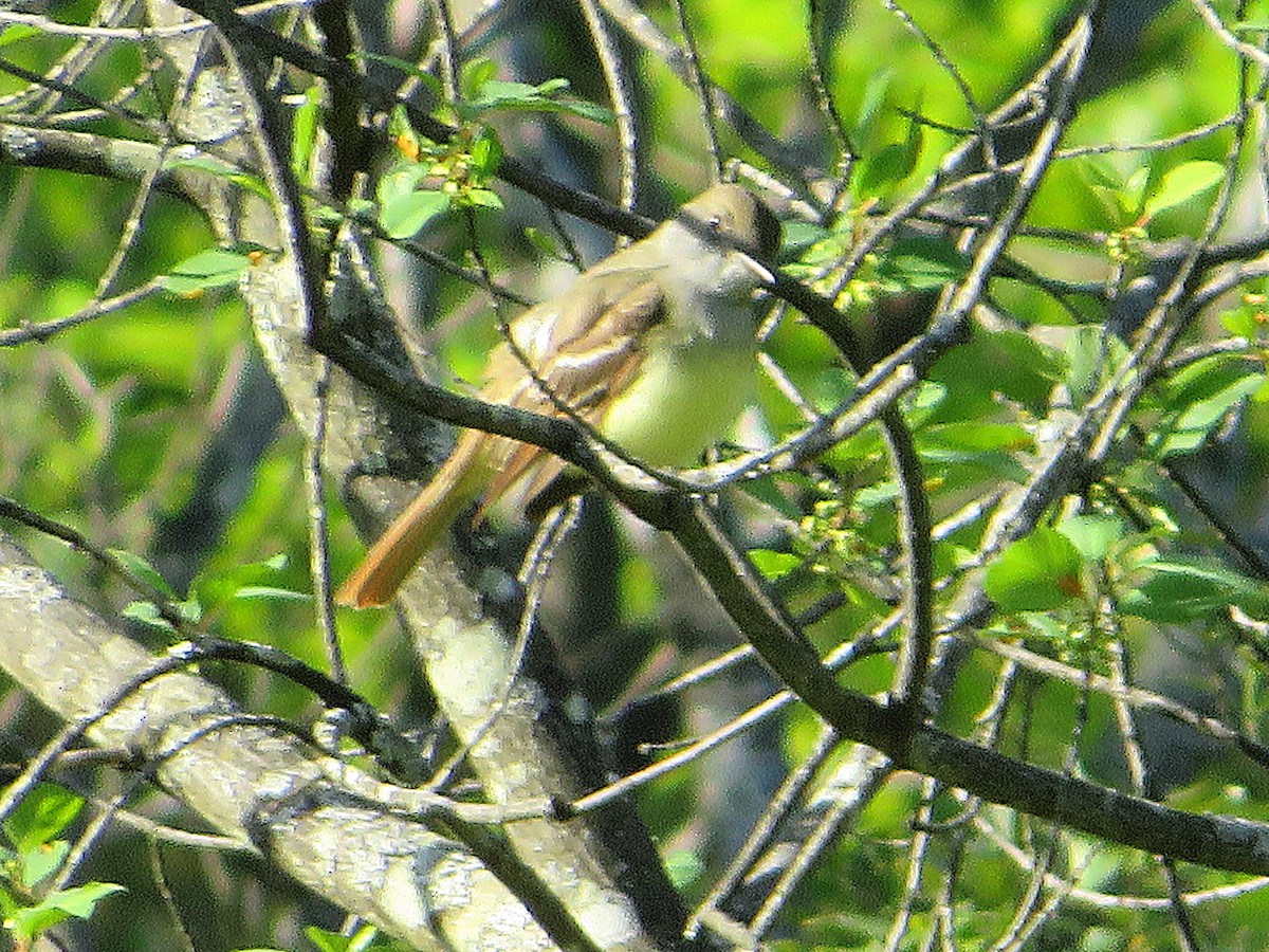 Great Crested Flycatcher - Marianne Friers