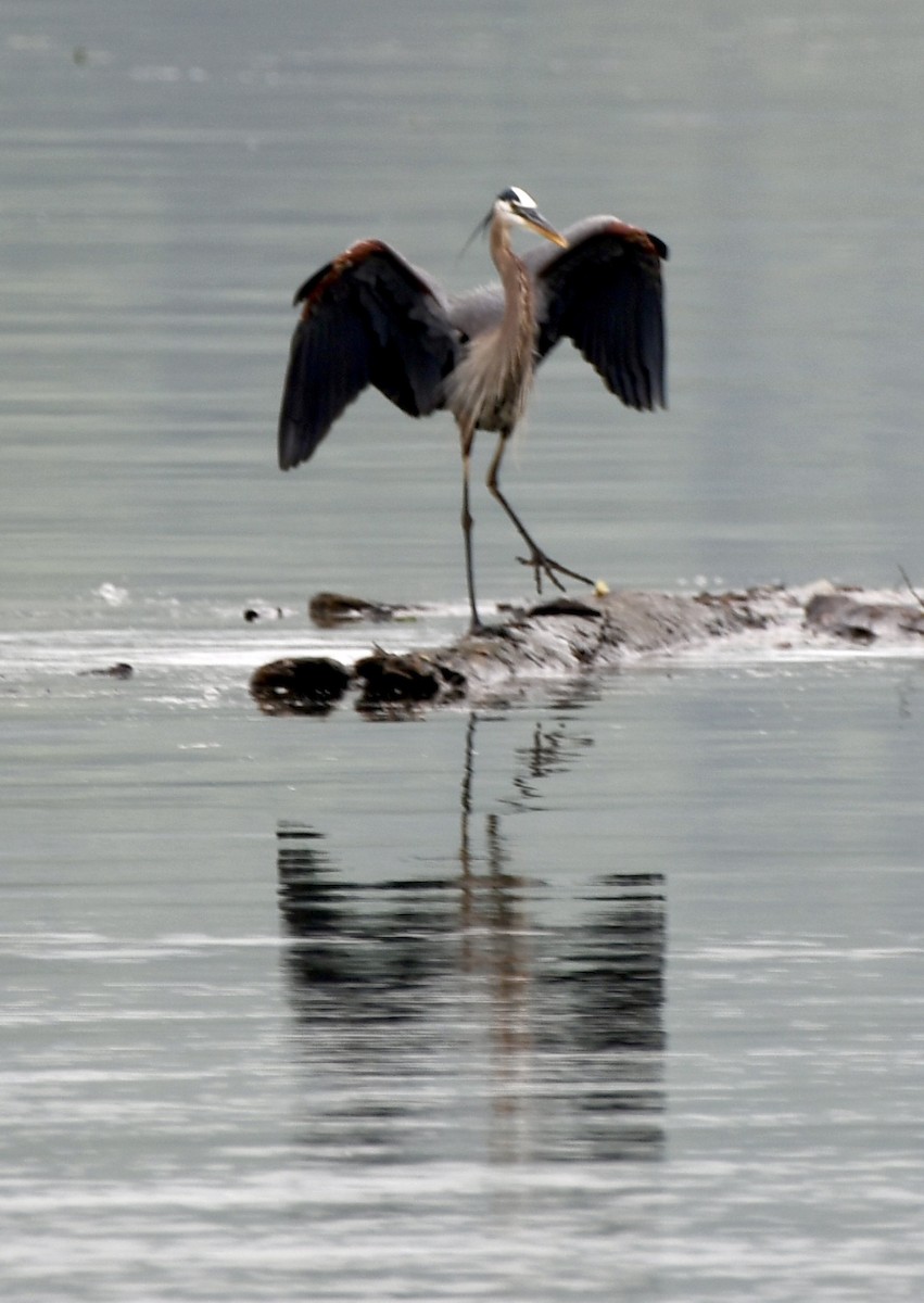 Great Blue Heron - Theresa Edwards