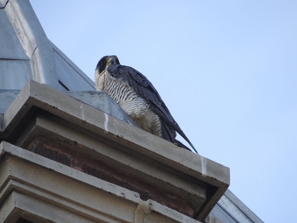 Peregrine Falcon - Kevin Slattery