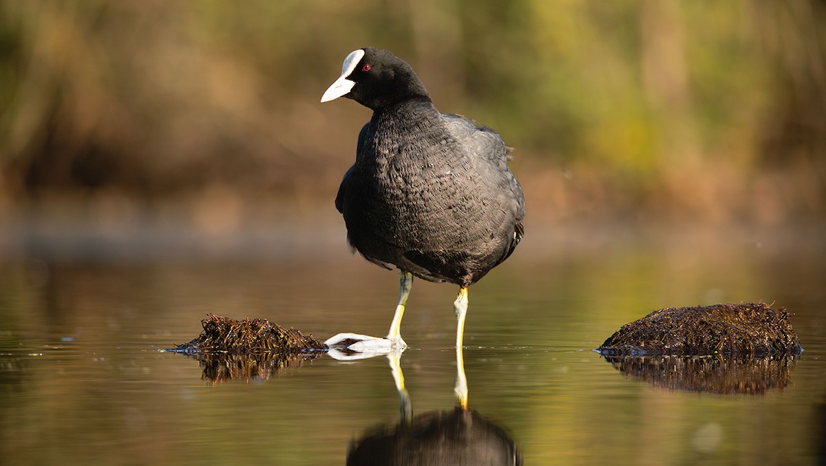 Eurasian Coot - Alena Tsikhanovich