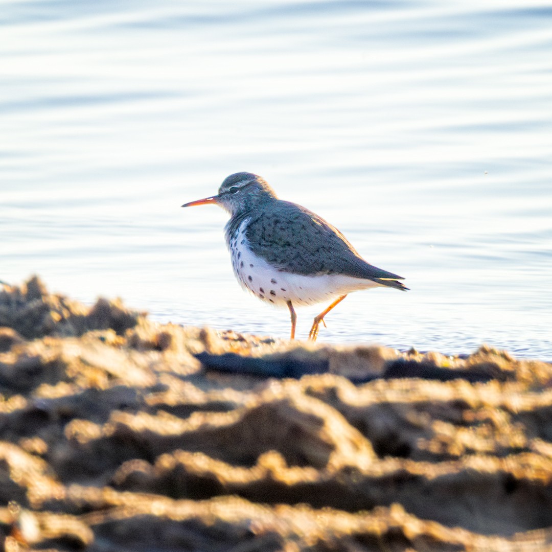 Spotted Sandpiper - Eric Dyck