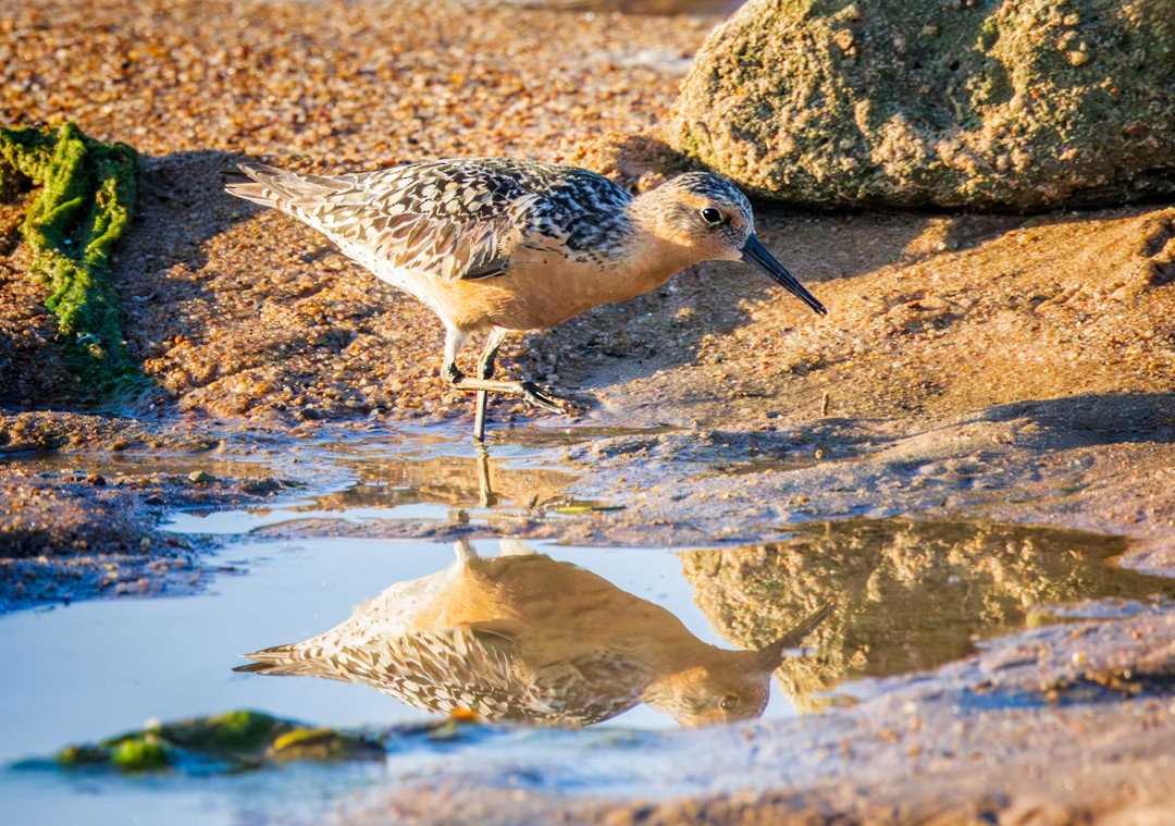 Red Knot - Eric Dyck