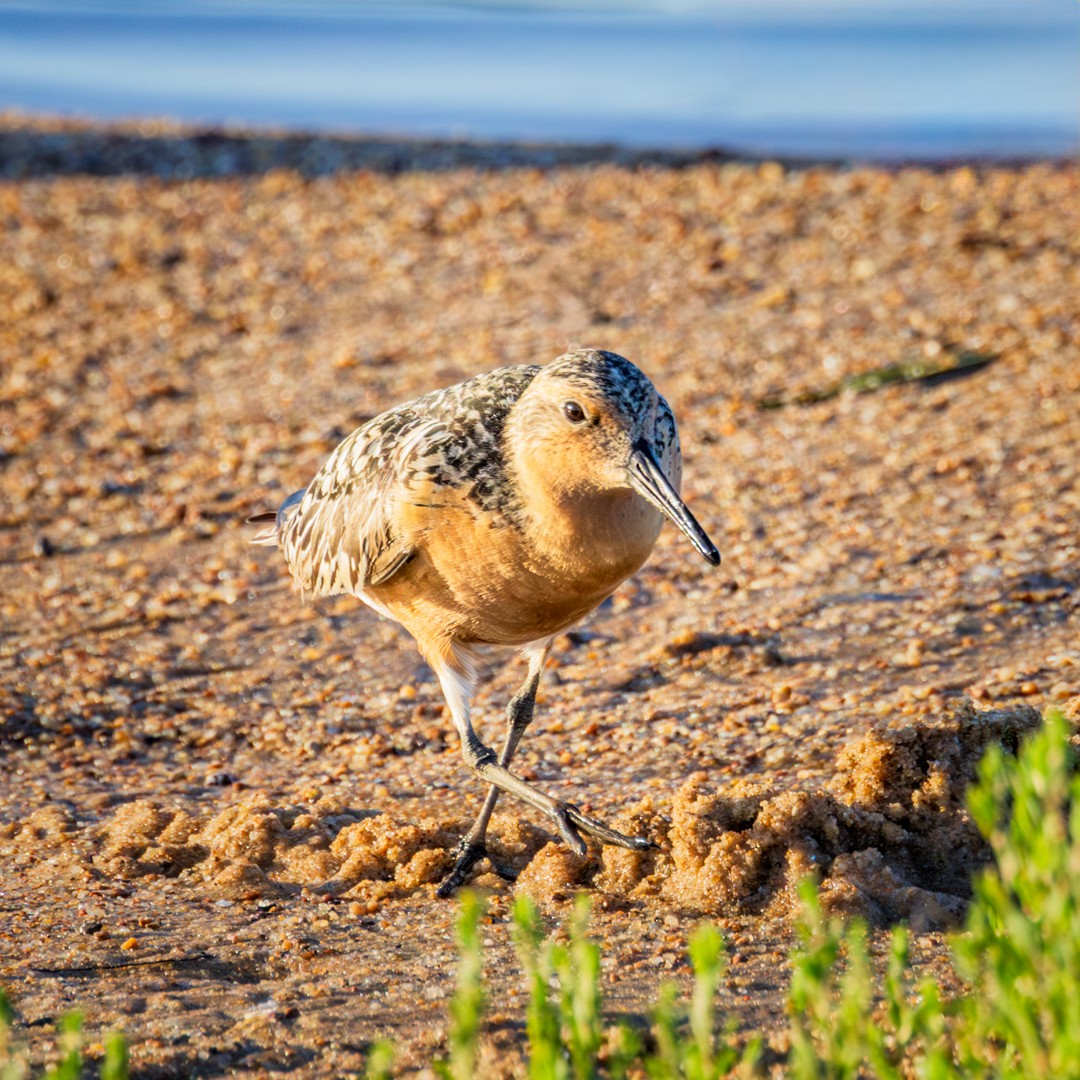 Red Knot - Eric Dyck