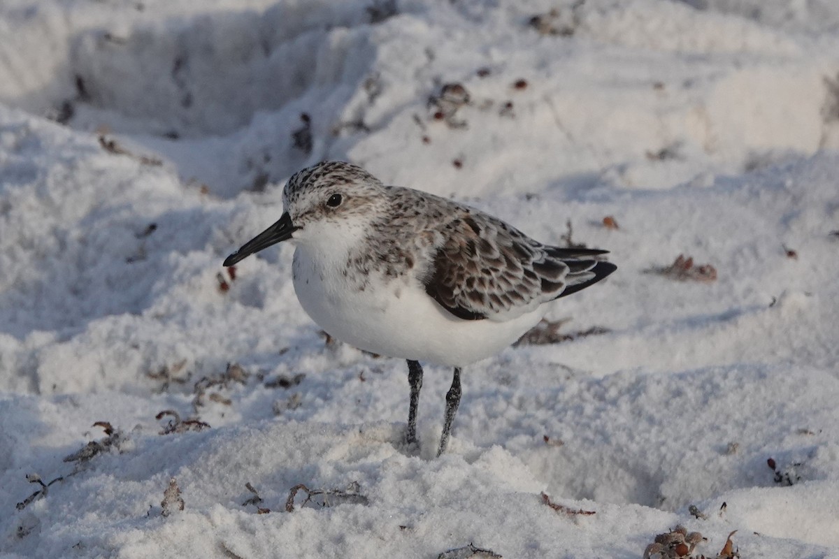 Sanderling - Brian Lockwood