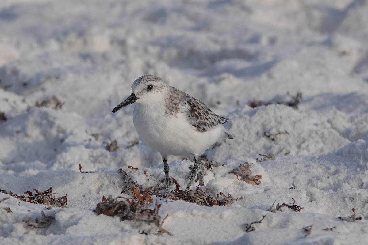 Sanderling - Brian Lockwood