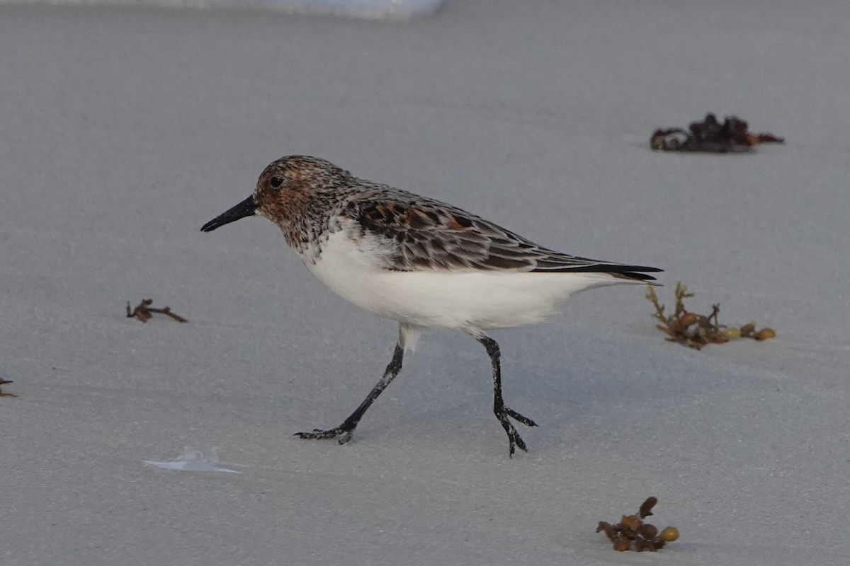 Sanderling - Brian Lockwood