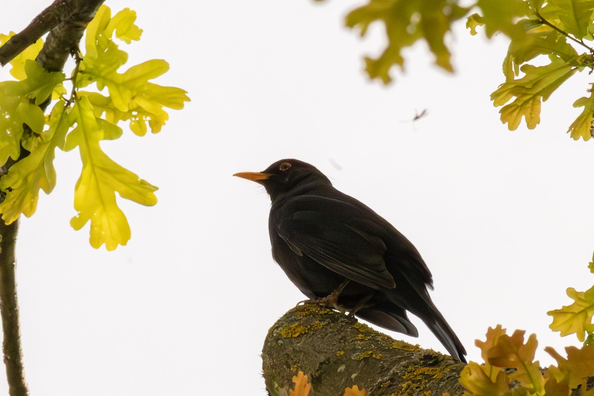 Eurasian Blackbird - Shrikant Vichare