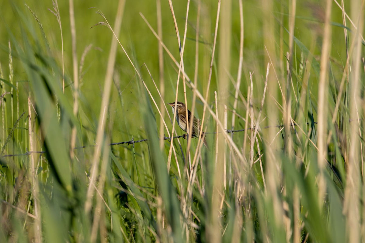 Sedge Warbler - F Loose