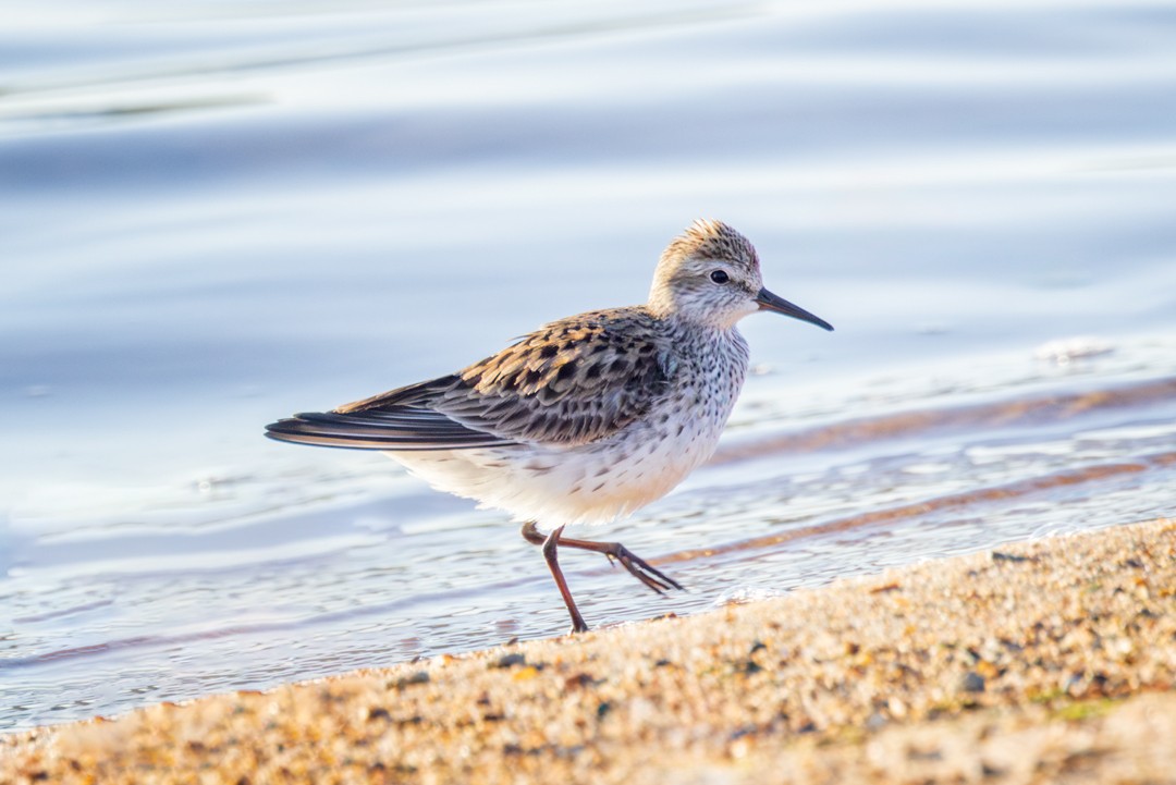 White-rumped Sandpiper - Eric Dyck