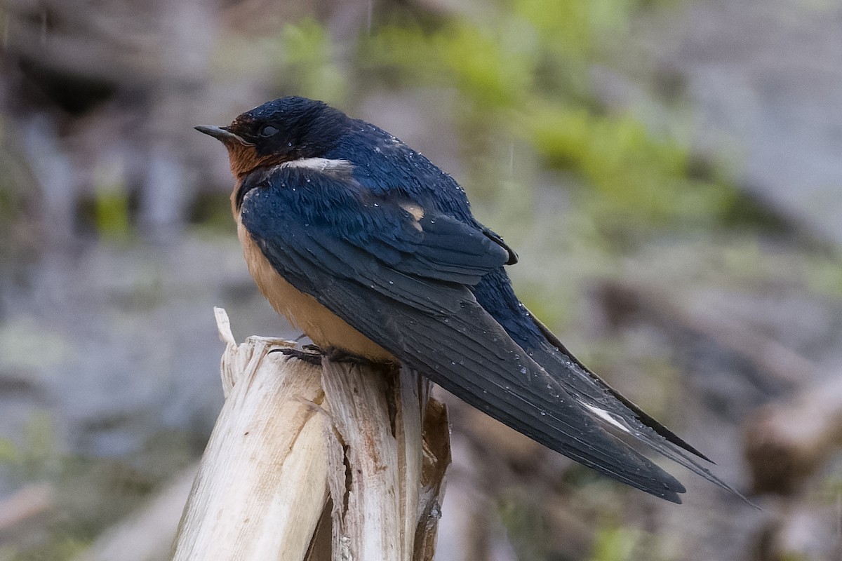 Barn Swallow - Les Peterson