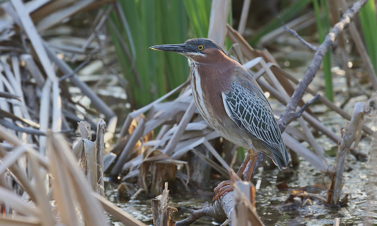 Green Heron - Adrián Braidotti