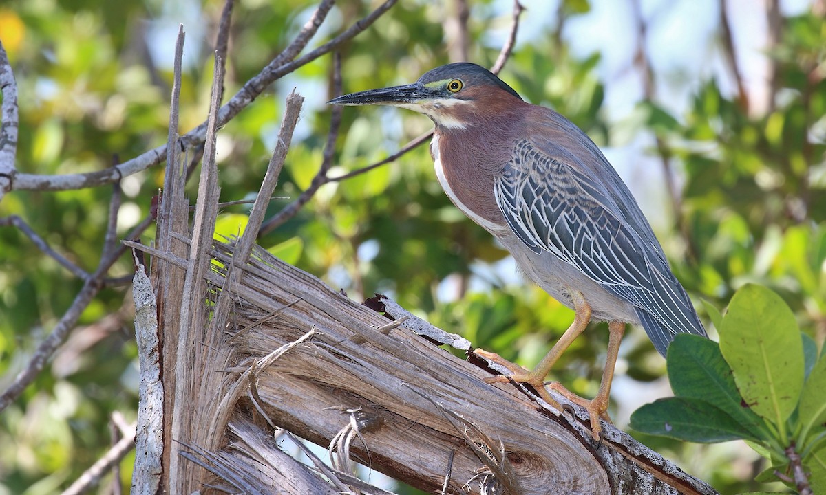 Green Heron - Adrián Braidotti