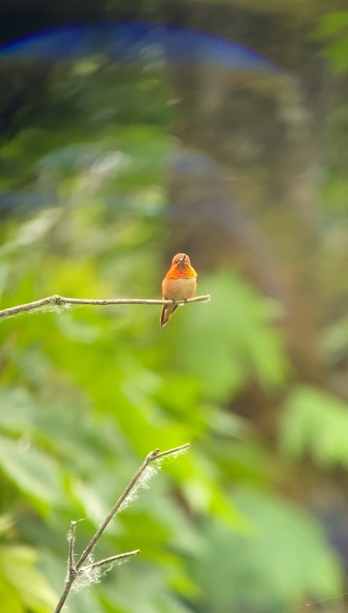 Rufous Hummingbird - Shep Thorp