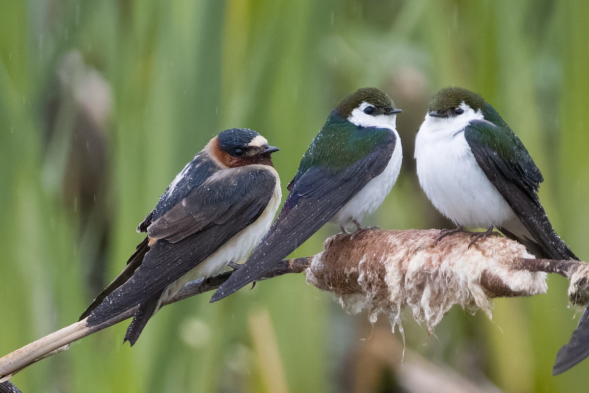 Cliff Swallow - Les Peterson