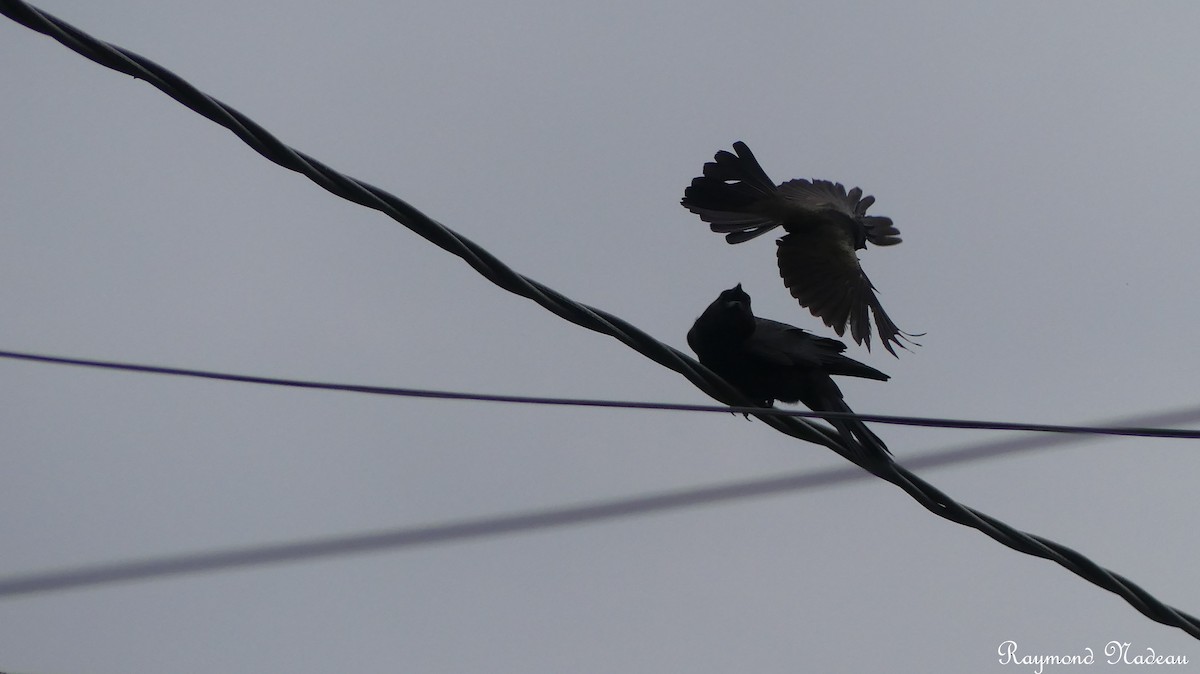 Common Grackle - Raymond Nadeau