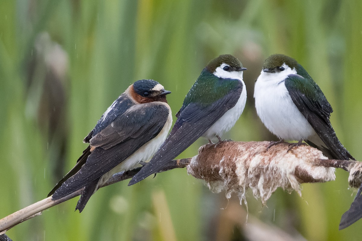 Violet-green Swallow - Les Peterson