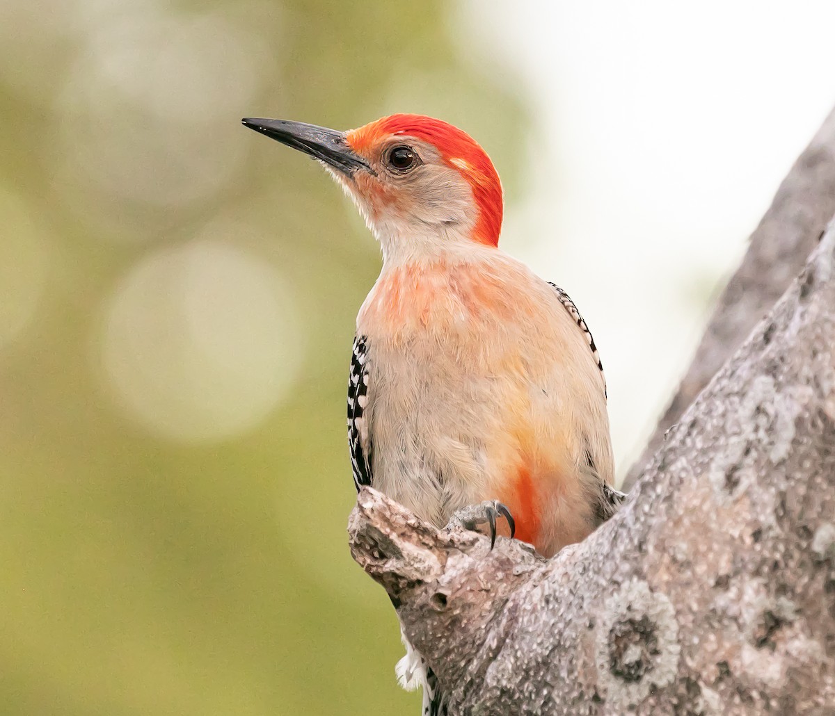 Red-bellied Woodpecker - Damon Haan