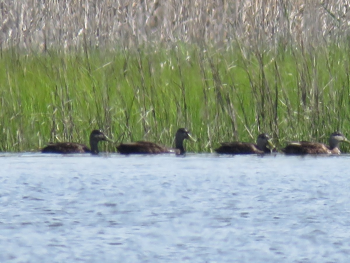 American Black Duck - Christine W.