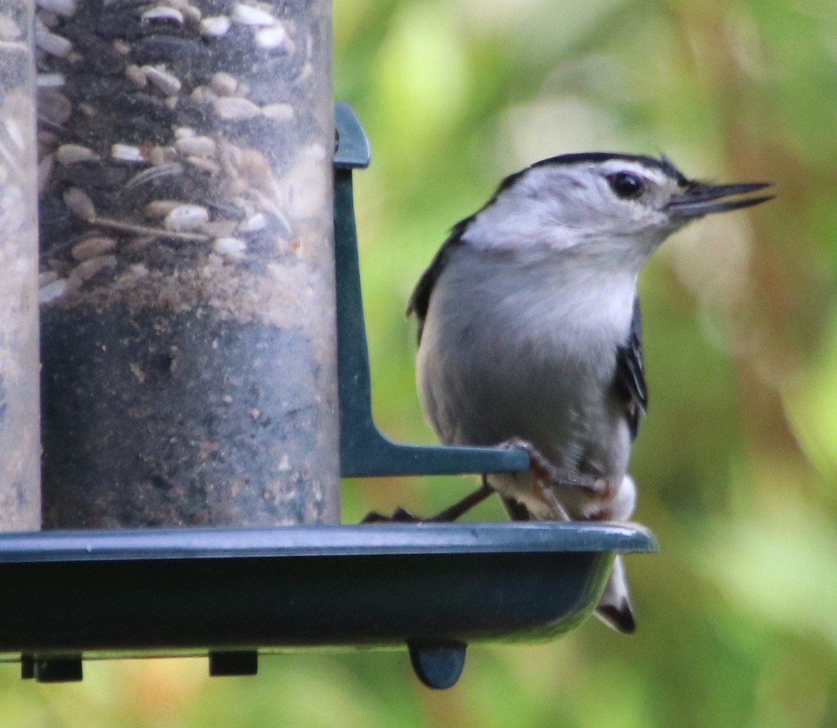 White-breasted Nuthatch - Betty Thomas