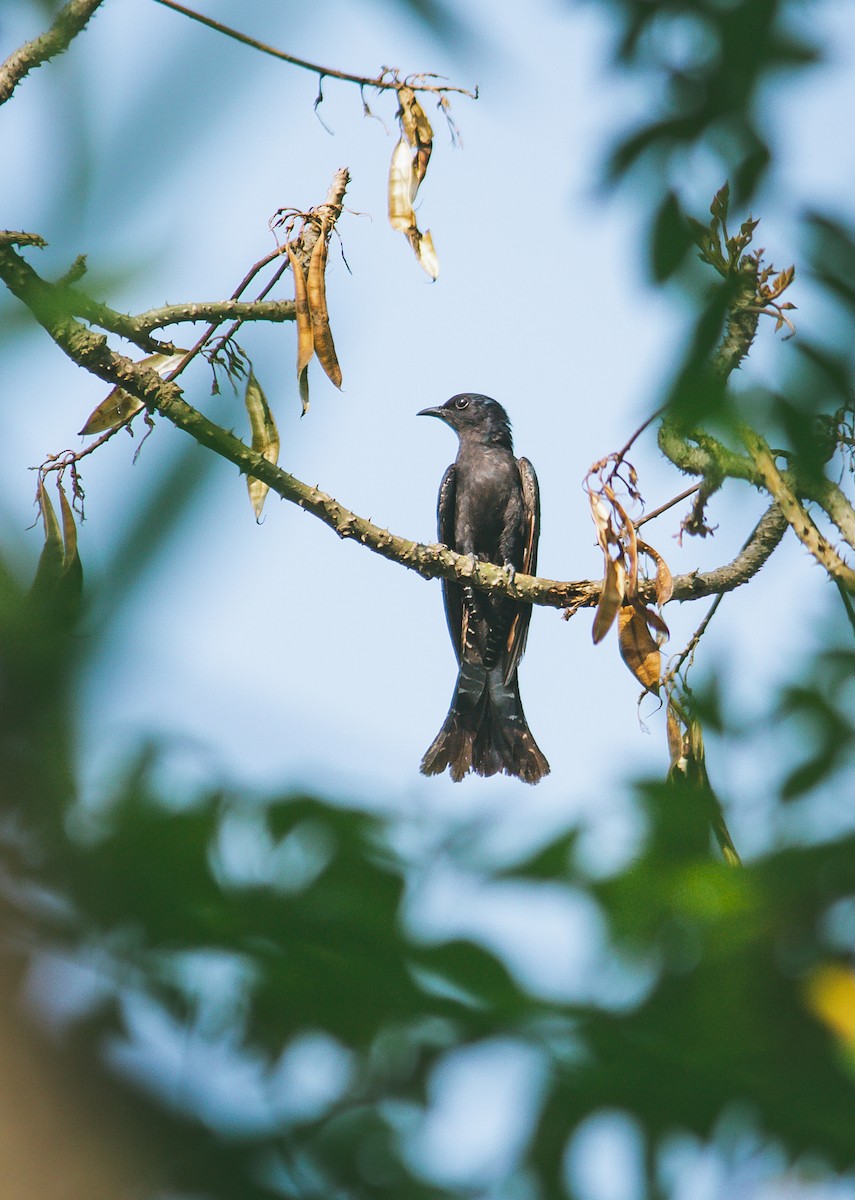 Square-tailed Drongo-Cuckoo - Dipankar Dev